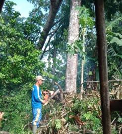 TERTIMPA POHON SENGON, RUMAH WARGA BERHASIL DIEVAKUASI